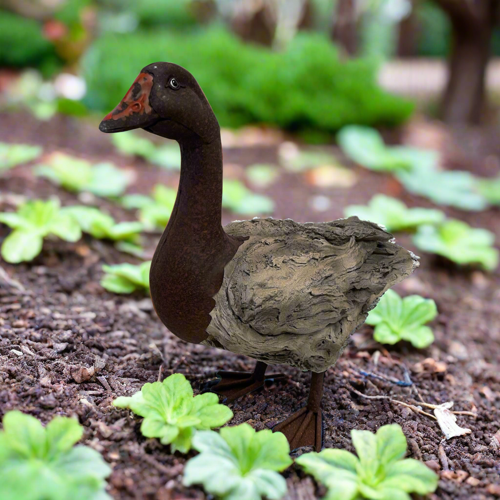 Woodland Duck