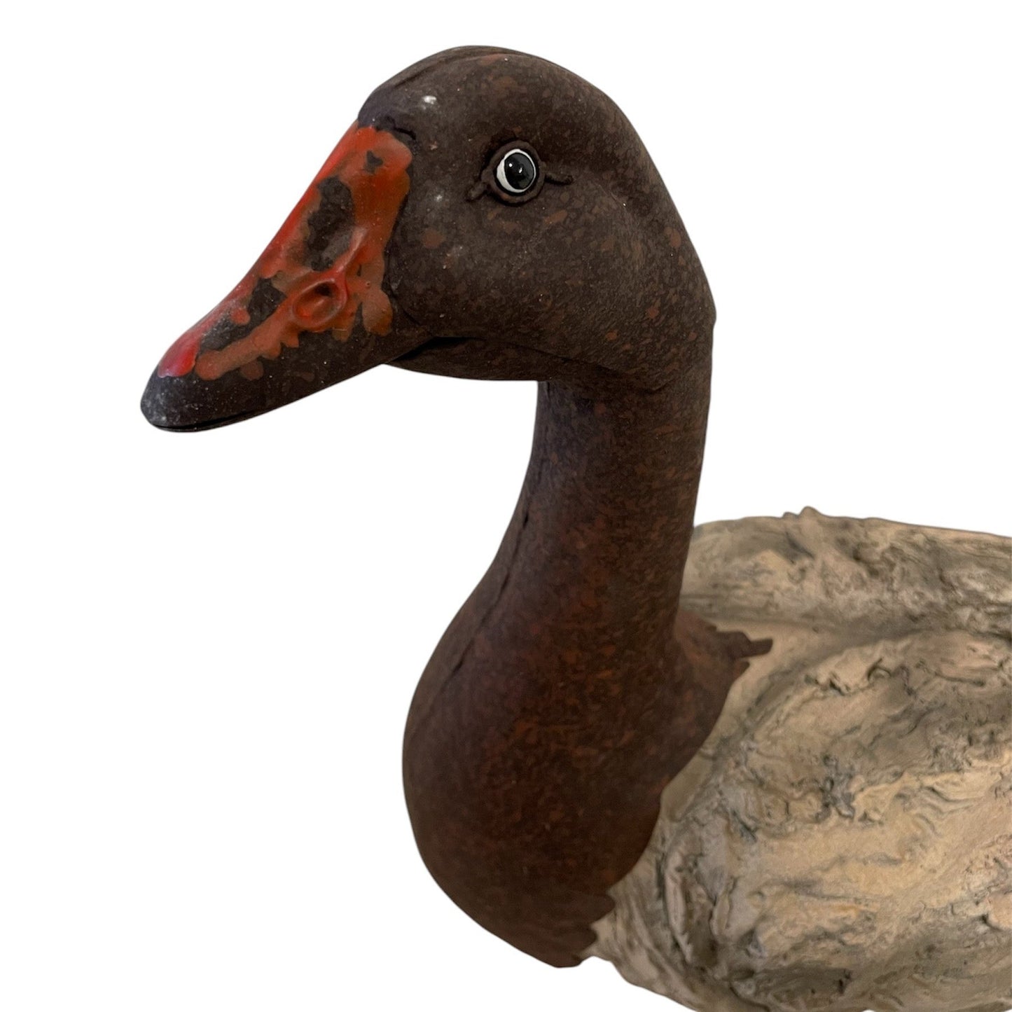 Woodland Duck