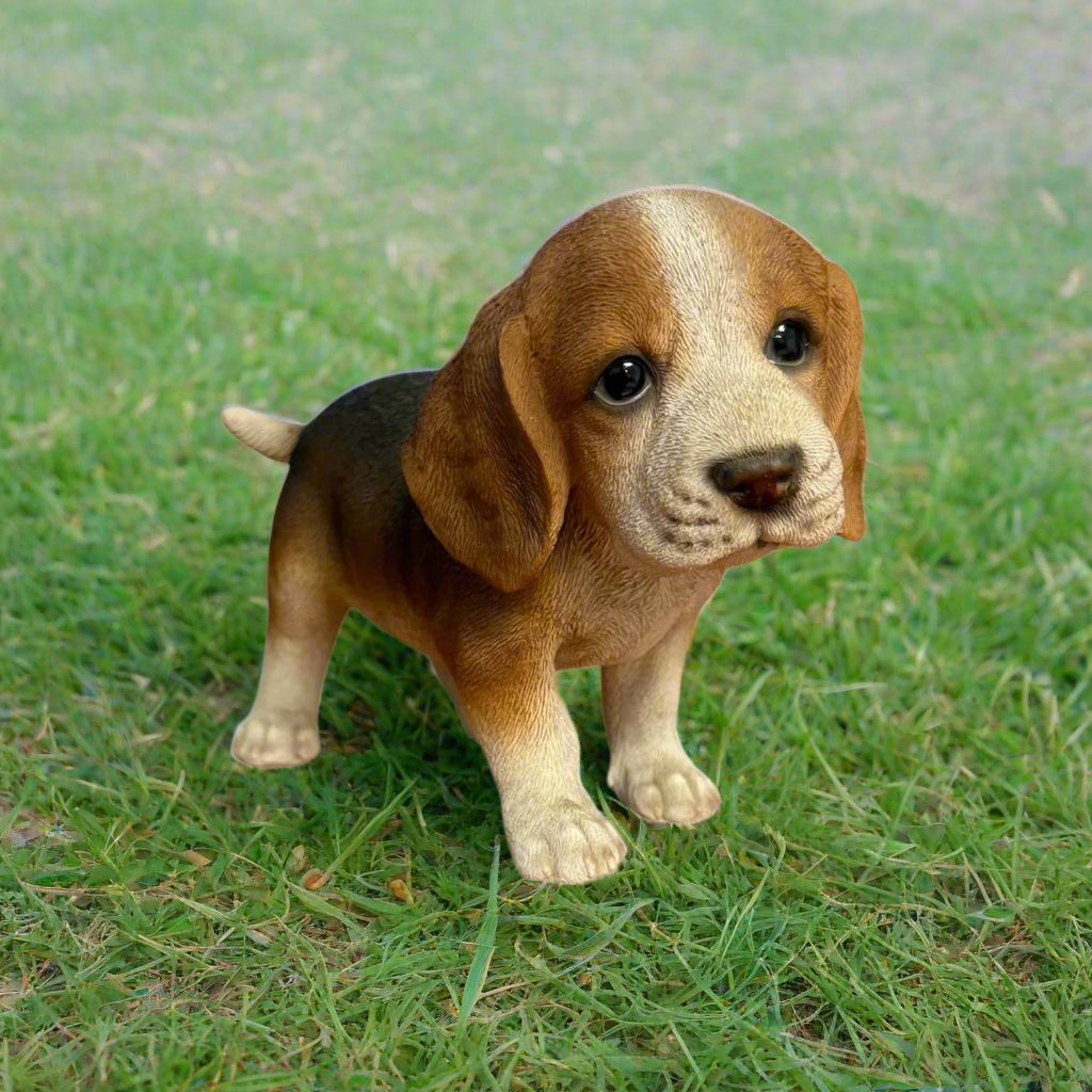 Mini Beagle Standing