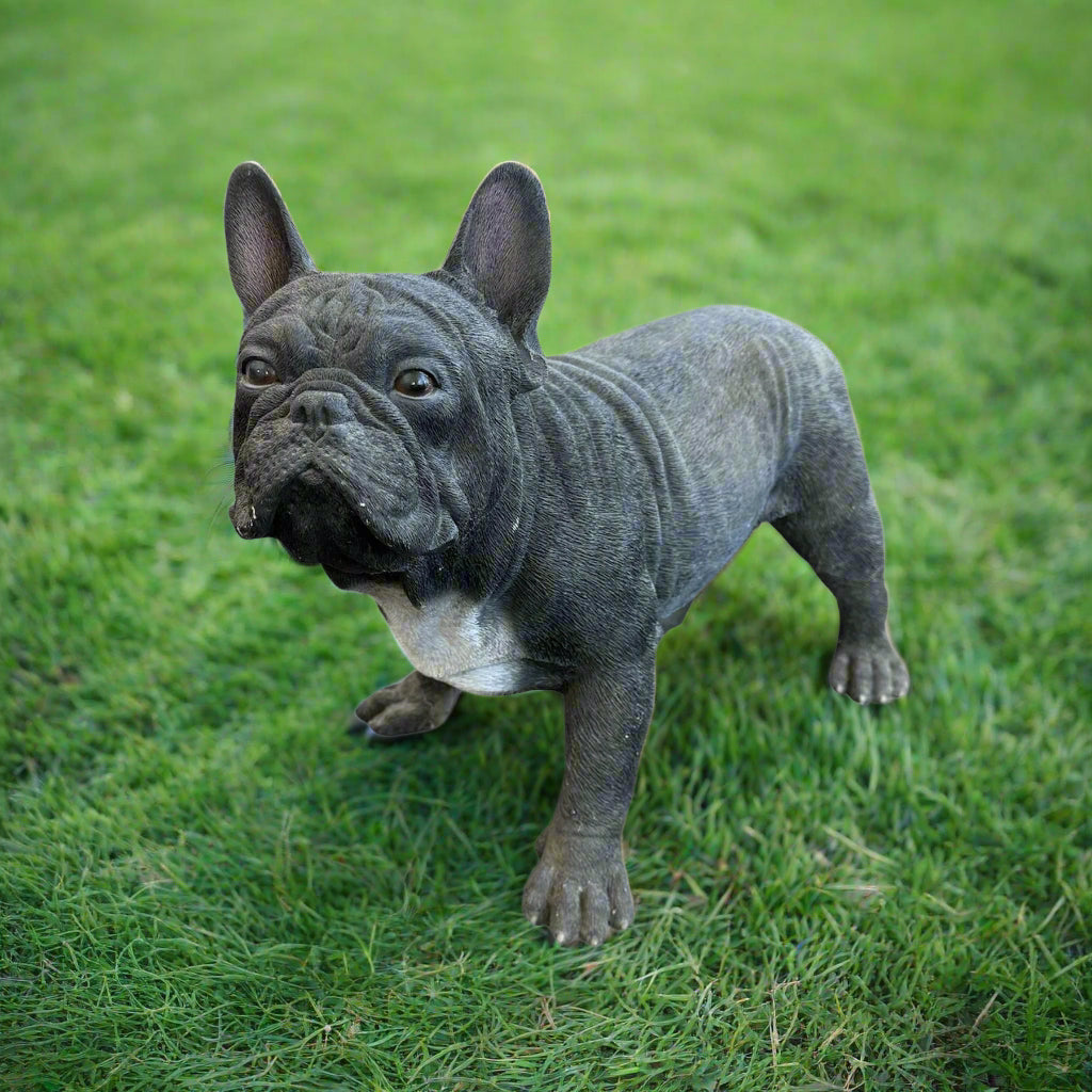 French Bulldog - Black