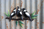 Magpie Melody Wall Art