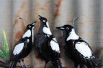Magpie Melody Wall Art