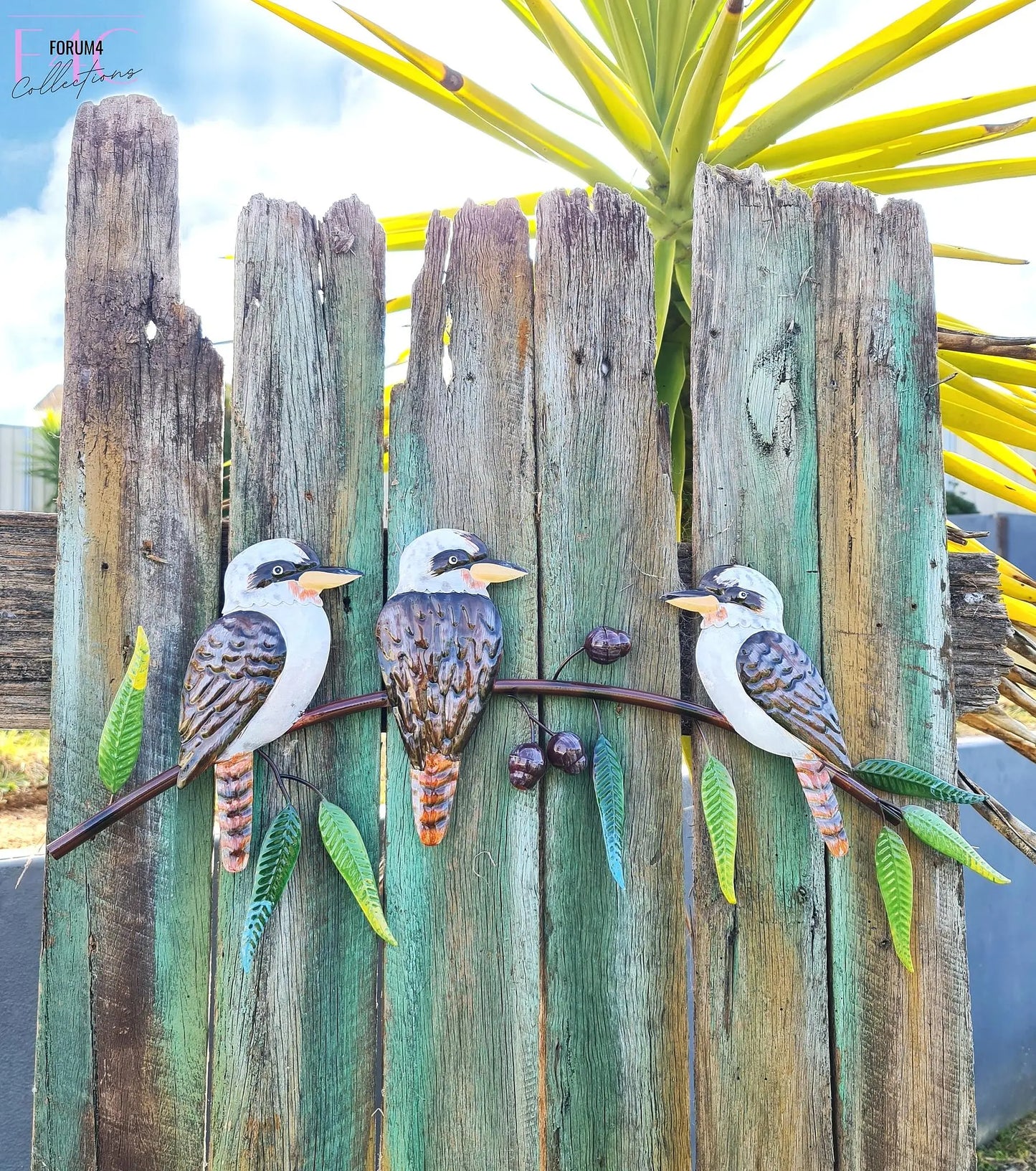 Kookaburra Trio On Gum Tree