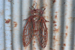 Cicada Wall Art