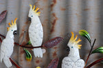 Cockatoo Trio on Banksia