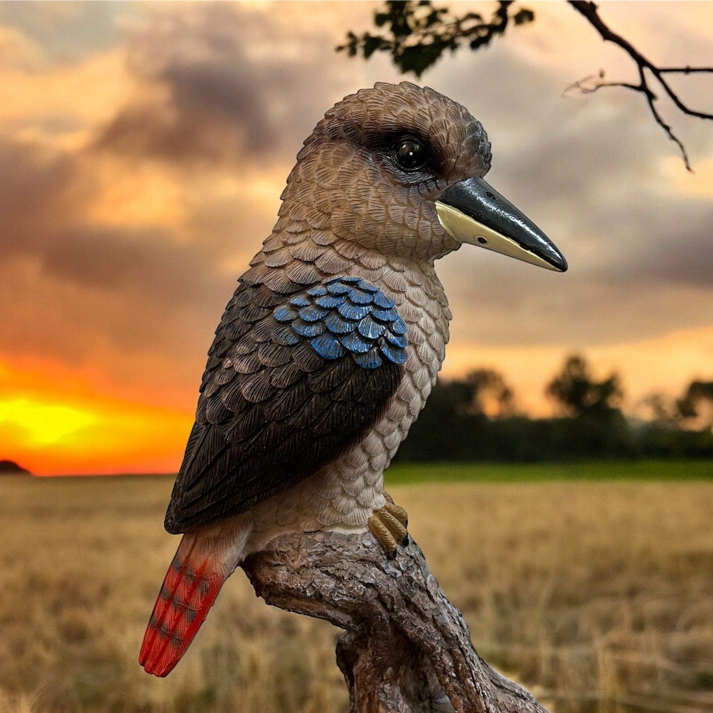 Kookaburra On Log