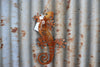 Flowered Gecko Rust Wall Art