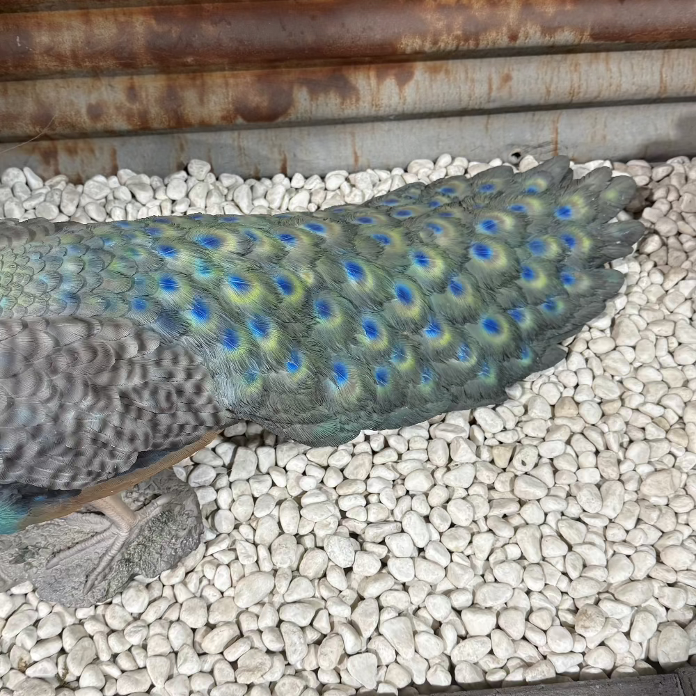 Long Tail Peacock Statue