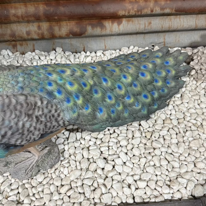 Long Tail Peacock Statue