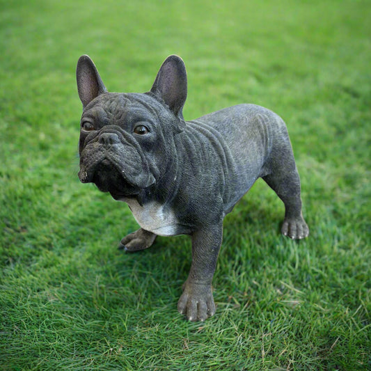 French Bulldog - Black