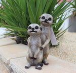 Cheeky Meerkat youngsters