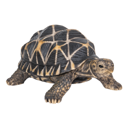 Star Tortoise Statue