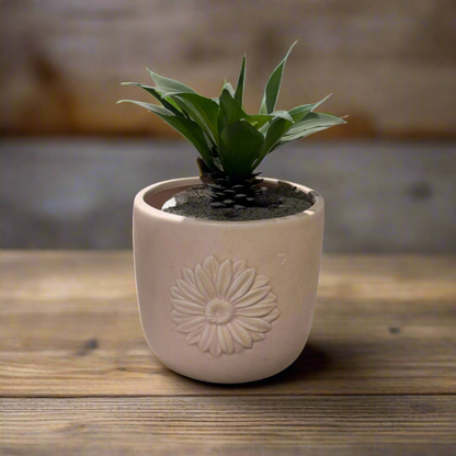 Eve Pink Pot