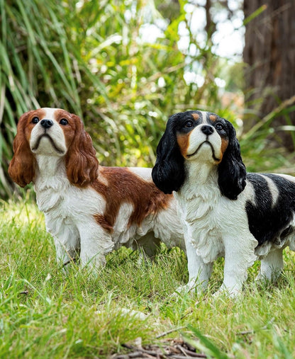 King Charles Cavalier