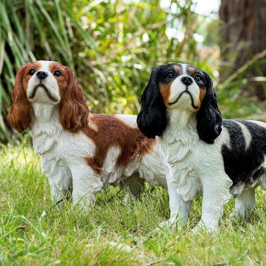 King Charles Cavalier