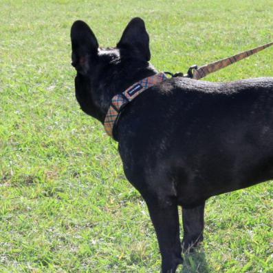 Frank Barker Dog Collars