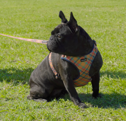 Frank Barker Dog Harness