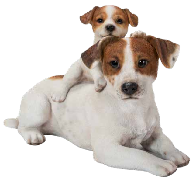 Jack Russell With Puppy