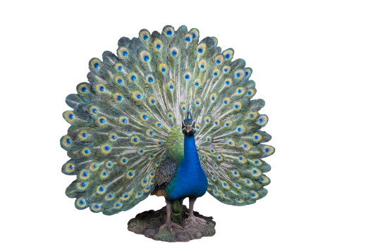 Open Tail Peacock Statue