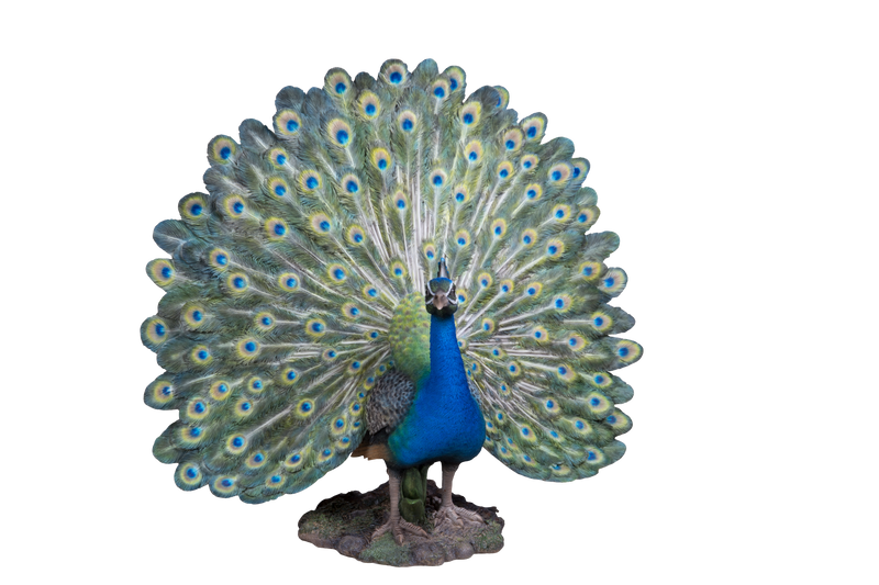 Open Tail Peacock Statue