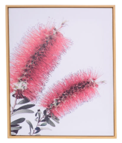 Australian Flora Canvas