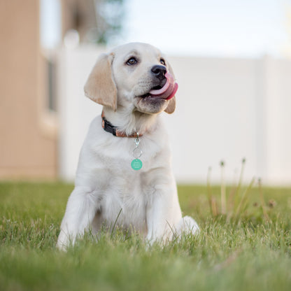 Colourful Pet Dog Tags