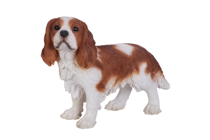 King Charles Cavalier