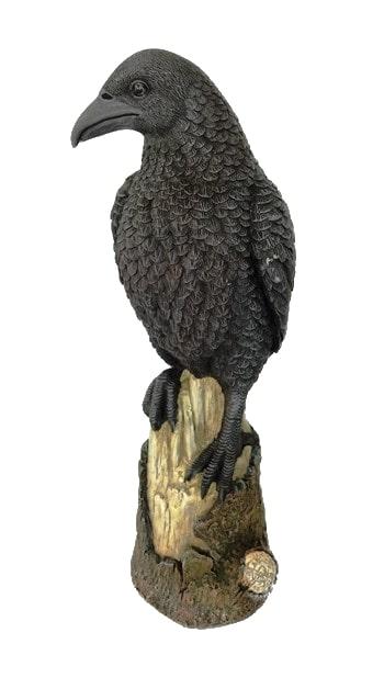 Large Crow