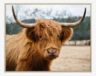 Missy Highland Cow