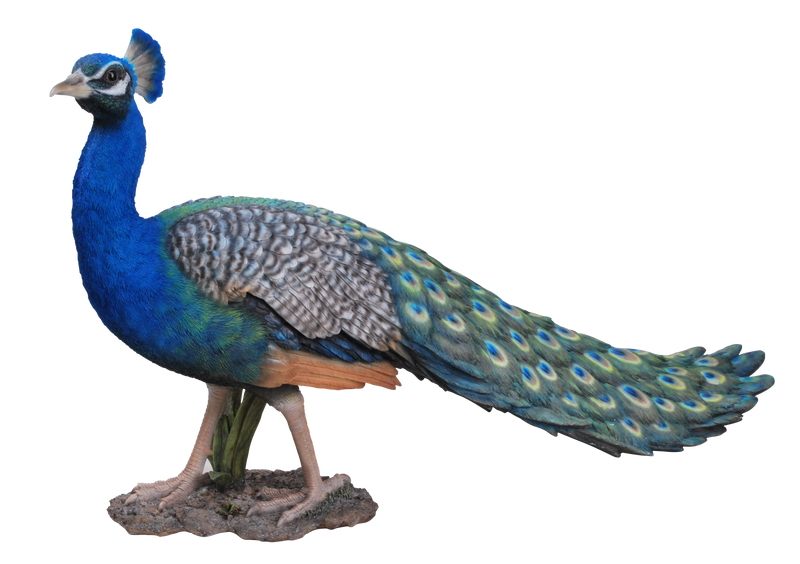 Long Tail Peacock Statue
