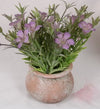 Primrose flower in pot