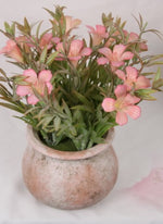 Primrose flower in pot