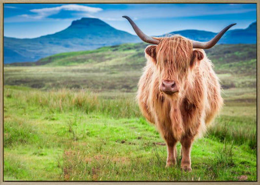 Tom Highland Cow