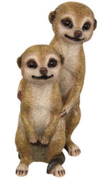 Cheeky Meerkat youngsters