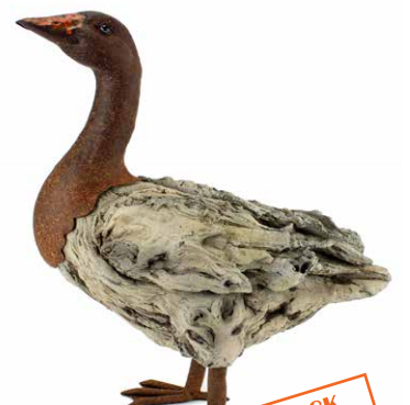 Woodland Duck
