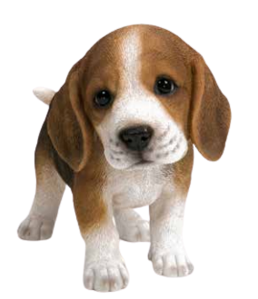 Mini Beagle Standing