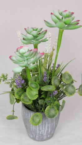 Succulents with coloured flowers