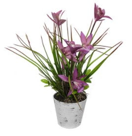 Wild Orchid In White Wash Pot